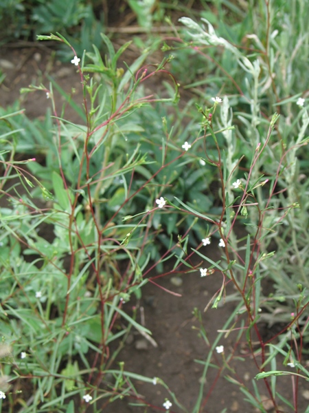Gayophytum diffusum parviflorum